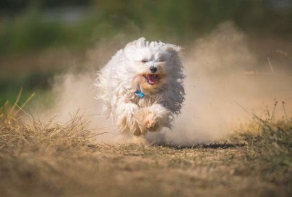 Havanese, fajta leírás Havanaise