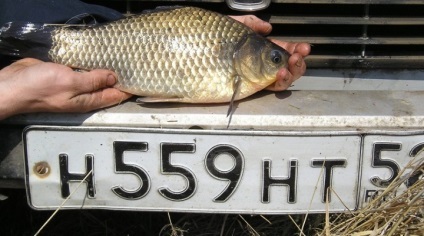 Unde găsiți un crucian mare