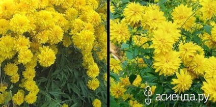 Heliopsis sau pseudo-floarea-soarelui
