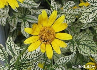 Heliopsis sau pseudo-floarea-soarelui