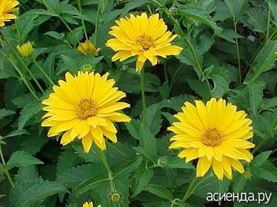 Heliopsis sau pseudo-floarea-soarelui