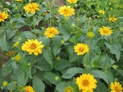 Heliopsis sau pseudo-floarea-soarelui