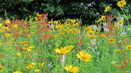 Heliopsis - îngrijire în grădină, cele mai bune note