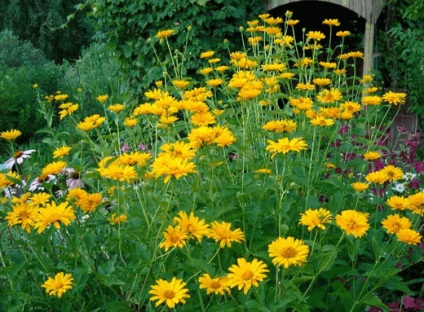 Heliopsis în grădină, idei frumoase pentru grădină