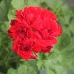 Geranium sânge-roșu proprietăți medicinale de pelargonium