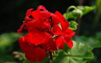 Geranium sânge-roșu proprietăți medicinale de pelargonium