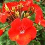 Geranium sânge-roșie proprietăți medicinale de pelargonium