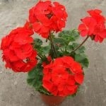 Geranium sânge-roșie proprietăți medicinale de pelargonium