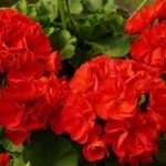 Geranium sânge-roșu proprietăți medicinale de pelargonium