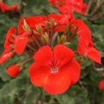 Geranium sânge-roșie proprietăți medicinale de pelargonium