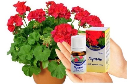 Geranium sânge-roșie proprietăți medicinale de pelargonium