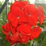 Geranium sânge-roșie proprietăți medicinale de pelargonium