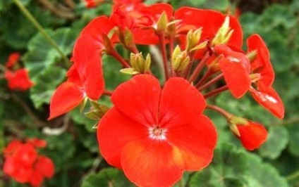 Geranium sânge-roșu proprietăți medicinale de pelargonium