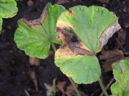 Geranium (pelargonium) - îngrijire la domiciliu