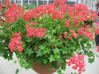 Geranium (pelargonium) - îngrijire la domiciliu