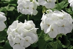 Geranium va ajuta să rămâneți însărcinată