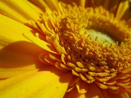 Gerbera fotografie și tipuri, plantare și îngrijire acasă și în grădină (grădină) Gerber fotografii și tipuri, plantarea și îngrijirea acasă și în grădină