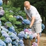 Gerbera plantare grădină și îngrijire în grădină, reproducere, specii și soiuri de plante