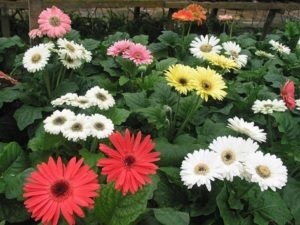 Gerbera plantare grădină și îngrijire în grădină, reproducere, specii și soiuri de plante