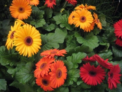 Gerbera plantare grădină și îngrijire în grădină, reproducere, specii și soiuri de plante