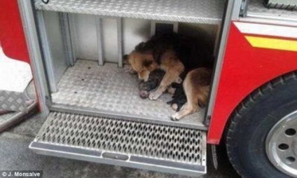 Un câine eroic își salvează puii de 10 zile dintr-o casă înfloritoare