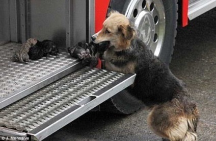 Un câine eroic își salvează puii de 10 zile dintr-o casă înfloritoare
