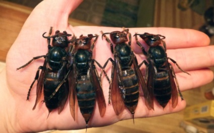 Giant hornet Asian decât hornet periculos pentru om, lungime de intepatura, fotografie, marmorat coarda,