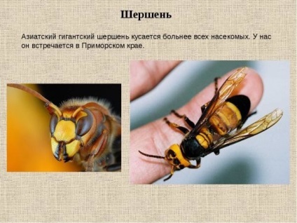 Giant hornet Asian decât hornet periculos pentru om, lungime de intepatura, fotografie, marmorat coarda,