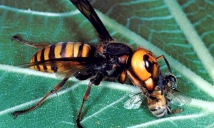 Giant hornet Asian decât hornet periculos pentru om, lungime de intepatura, fotografie, marmorat coarda,