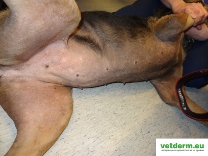 Hypothyreosis, állatorvosi bőrgyógyászat orosz