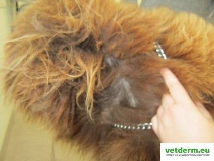 Hipotiroidism, dermatologie veterinară în limba rusă