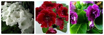 Gloxinia îngrijire și reproducere în casă