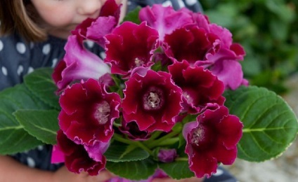 Gloxinia îngrijire și reproducere la domiciliu