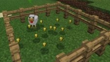 Golden chicken (золотоносна курка)> аддони> mcpe - скачати все для minecraft pocket edition