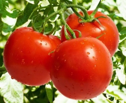 Голландський томат з російським ім'ям «таня»
