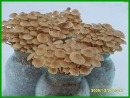 Ciuperci de iarnă agarică de miere de iarnă (flammulina) cultivare, master piggy bank (ciuperci) Ciuperci de iarnă miere agaric (flammulina) cultivare, master piggy bank