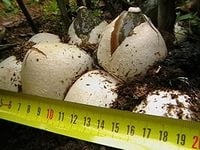 Mushroom Веселка, национално третиране