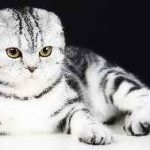 Numele pisicii băiatului lui Scot, rusul rece, culorile gri, roșu, negru, britanic