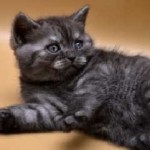 Numele pisicii băiatului lui Scot, rusul rece, culorile gri, roșu, negru, britanic