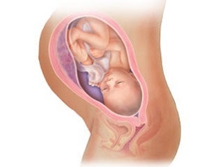 Interesante despre uter
