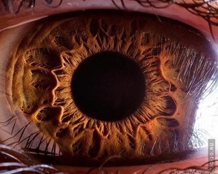 Цікаві факти про зір і очах