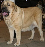 Mastiff spaniol