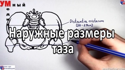 Дослідження таза вагітної