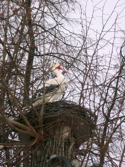 Istoria parcului orașului