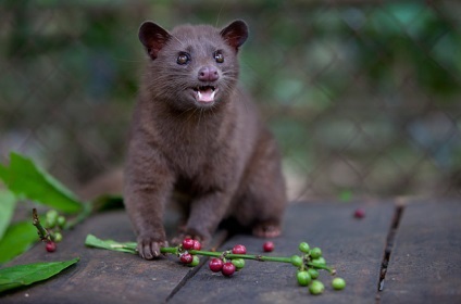 De la excrementele în care animalul face cafeaua cea mai scumpă și mai gustoasă