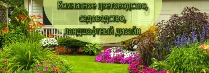 Ізолепіс витончений