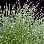 Izolepis elegant, isolepis drooping (isolepis cernuas)