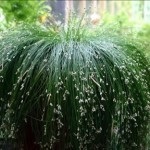 Izolepis elegant, isolepis drooping (isolepis cernuas)