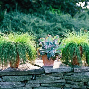 Izolepis elegant, isolepis drooping (isolepis cernuas)