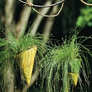 Izolepis elegant, isolepis drooping (isolepis cernuas)